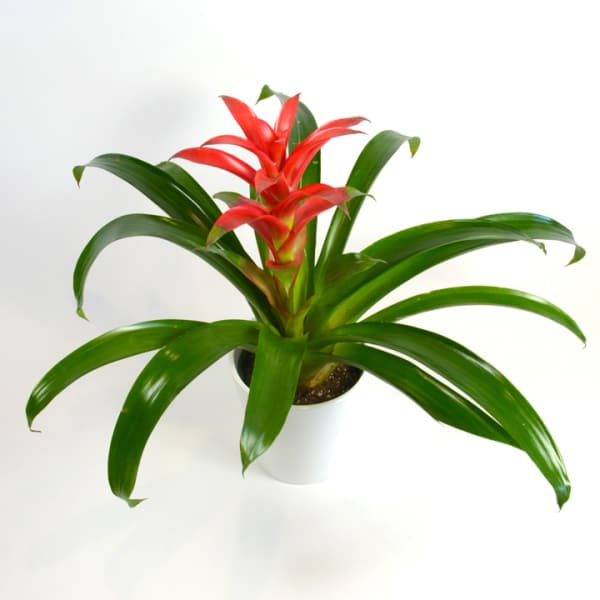 Potted plant with red bromeliad blooms and long green leaves