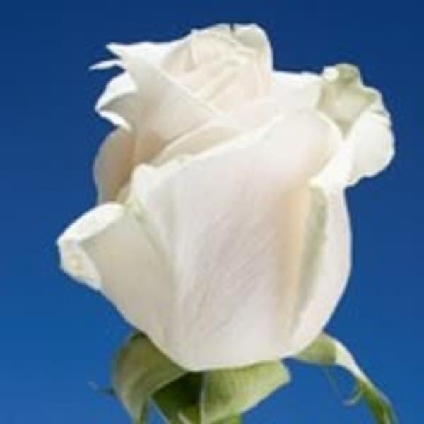 Close-up of a white rose against a blue background