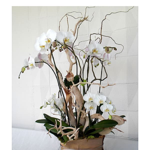 White orchids arranged in a glass bowl with curly branches