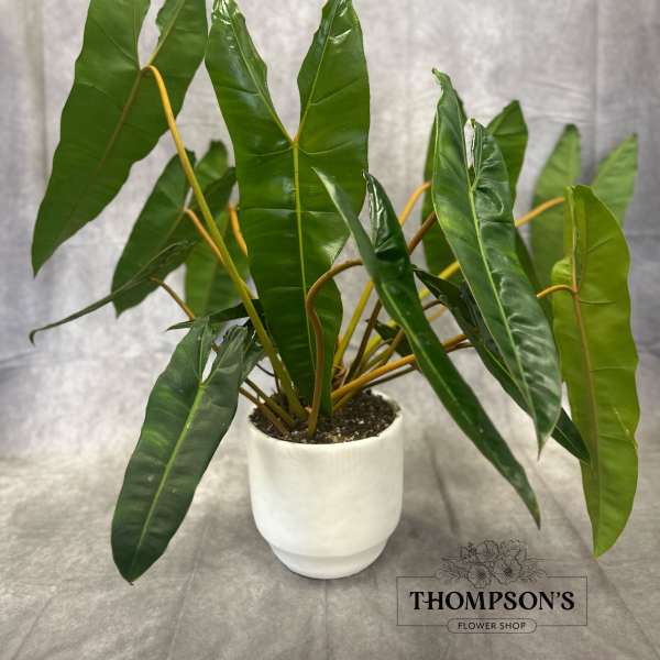 Modern Tropic