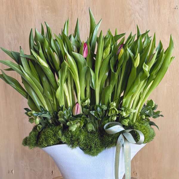 Tulip Meadow