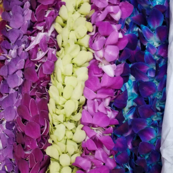 Box of colorful orchid blooms in purple, pink, yellow, and blue