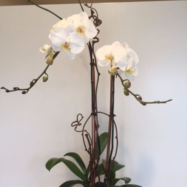 White orchid plant in a dark pot with tall stems and moss