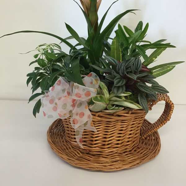 Basket arrangement of assorted green houseplants with a polka-dot bow