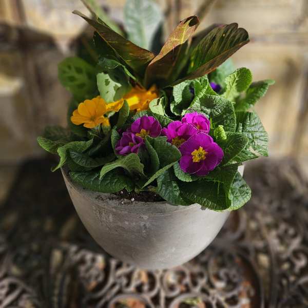 Potted primrose plant with purple and yellow flowers in a gray planter