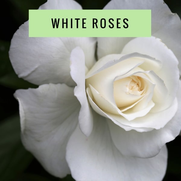 Close-up of a white rose bloom with a label reading white roses