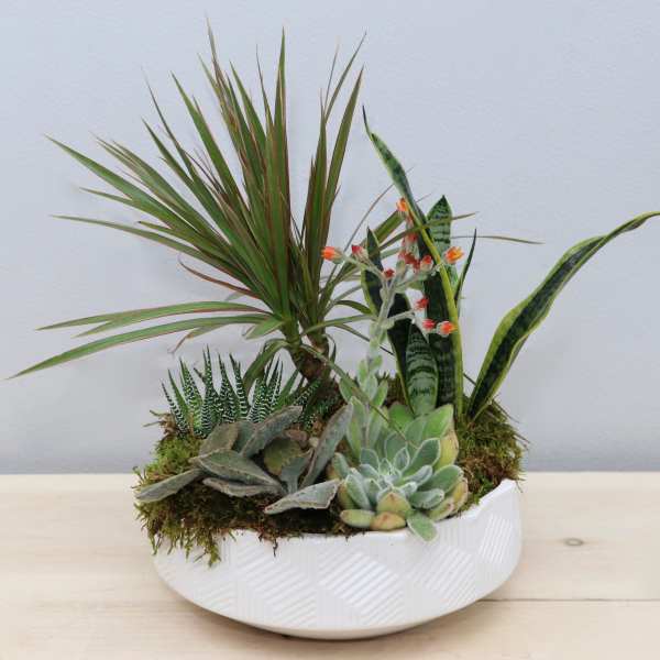 Dish garden of assorted succulents and houseplants in a low white ceramic bowl