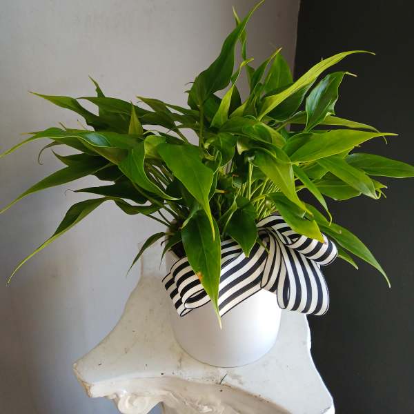 Green potted plant in a white container with a striped ribbon