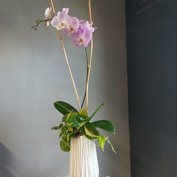 Pink orchids in a tall white vase with bamboo stakes