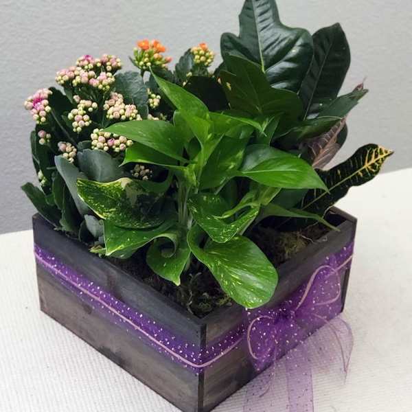 Garden Gift Box