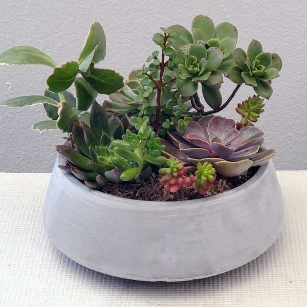 Succulent arrangement in a white ceramic bowl planter