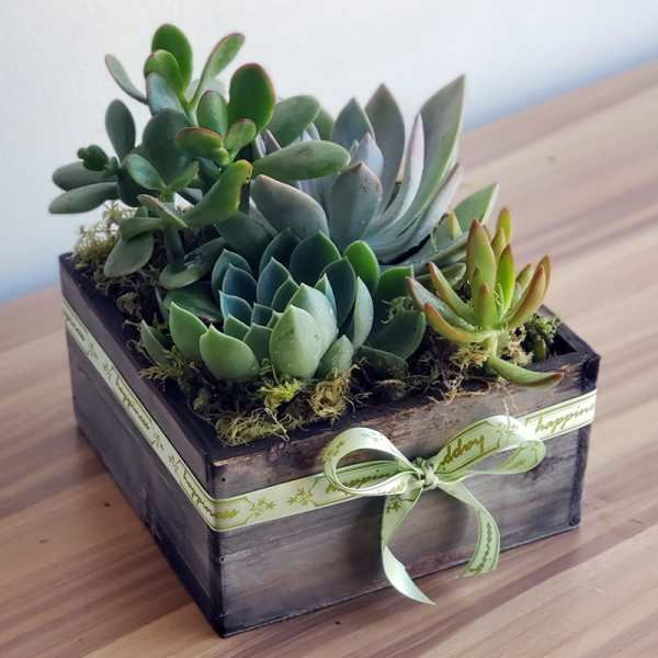 Happiness Assorted Succulents Box