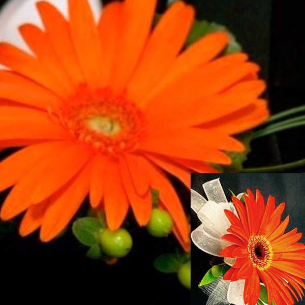 Bright orange gerbera daisy with a small ribbon accent