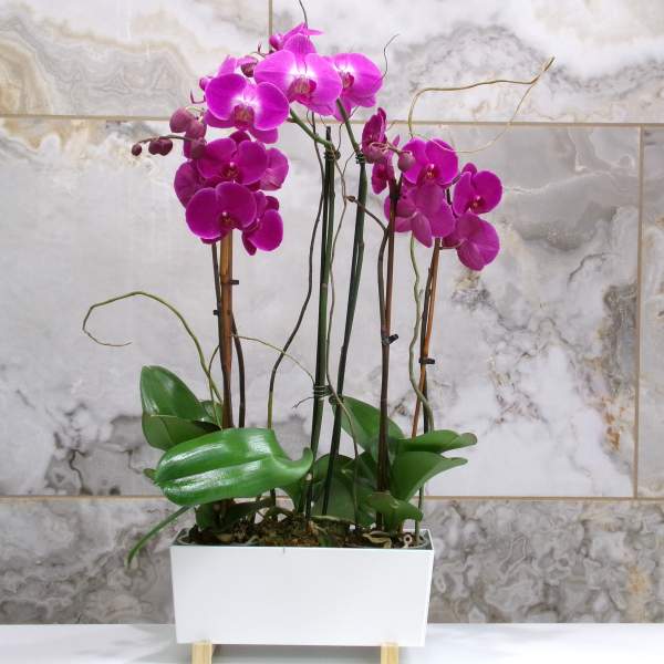 Potted arrangement of magenta orchids in a white rectangular planter