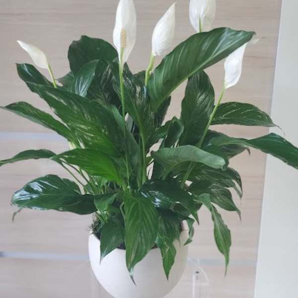 Peace lily