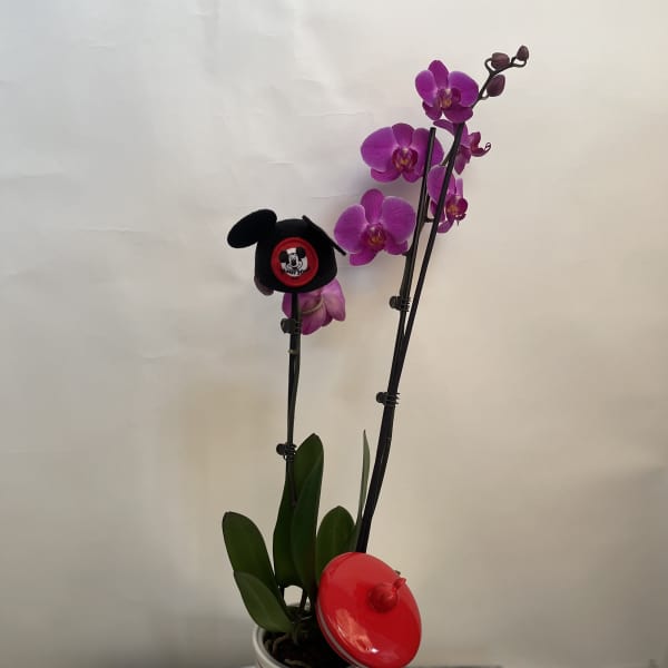 Potted purple orchids in a Mickey Mouse tin container with decorative clips