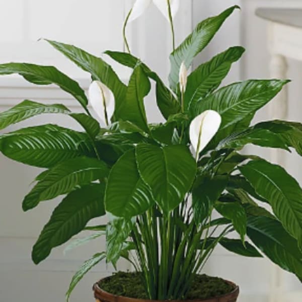 Potted peace lily plant with white blooms in a woven basket