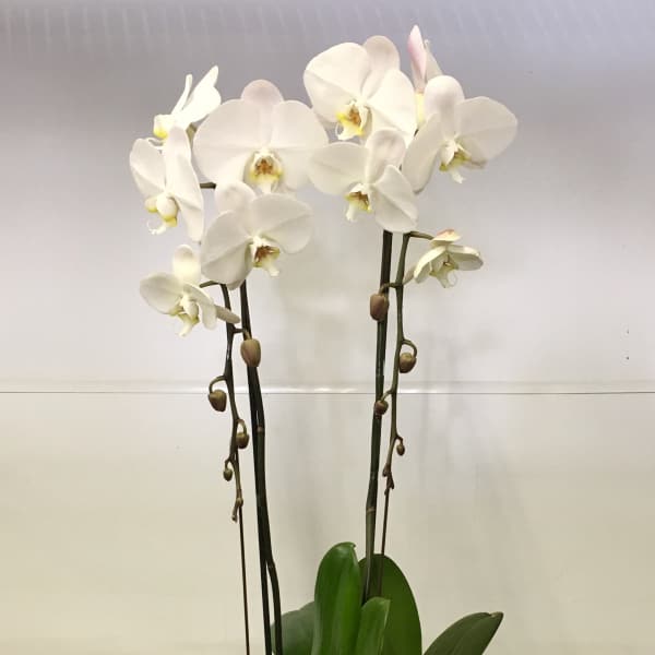 Silver Valentine