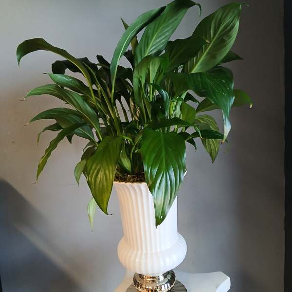Lush green potted plant in a white vase on a gold pedestal base