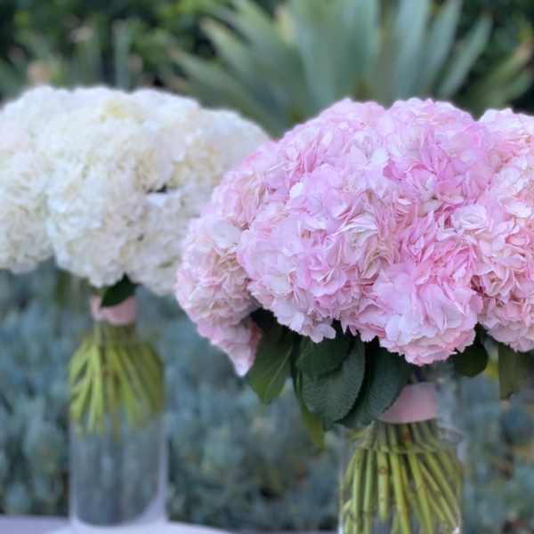 Pink and white hydrangea bouquets in clear glass vases