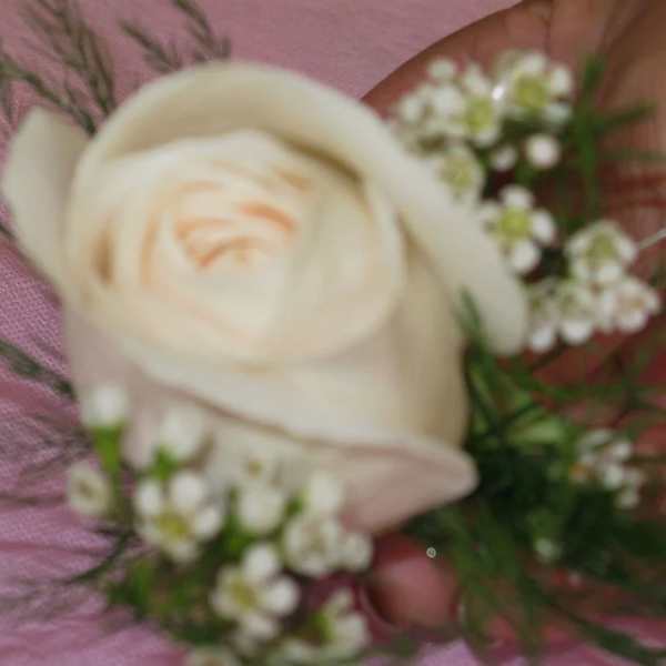 Cream rose boutonniere with small white filler flowers on pink fabric