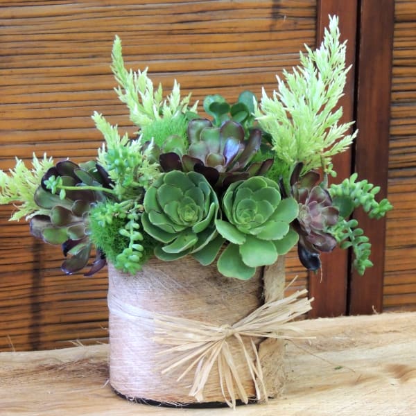 Succulent arrangement in a burlap-wrapped pot with a raffia bow
