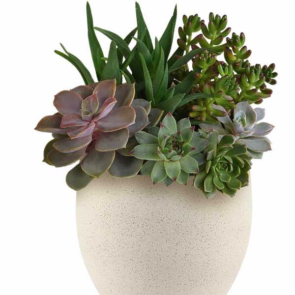 Modern Stone Succulent Garden