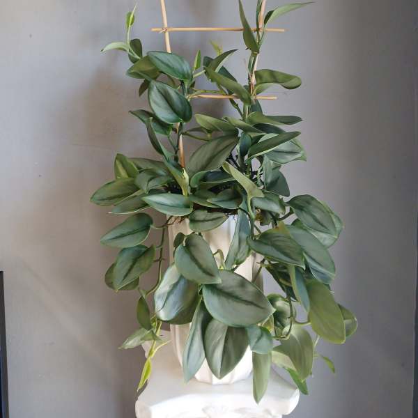 #PL33 Pothos Moonlight