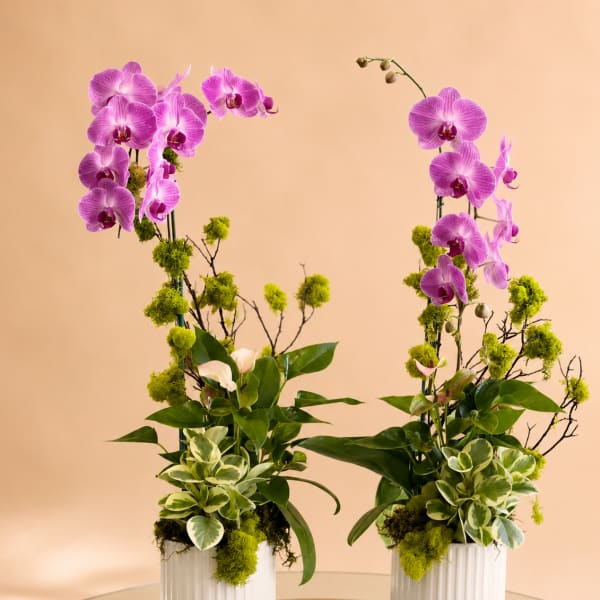 Orchid Planter Set