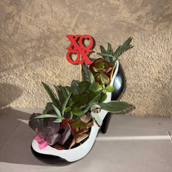 Limited Vogue in Succulents