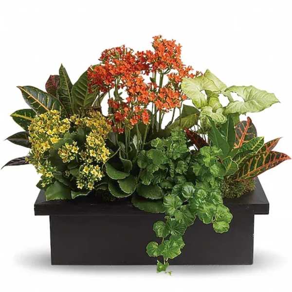Stylish Plant Assortment