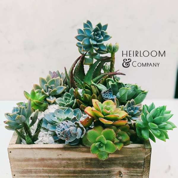Assorted succulents arranged in a wooden planter box