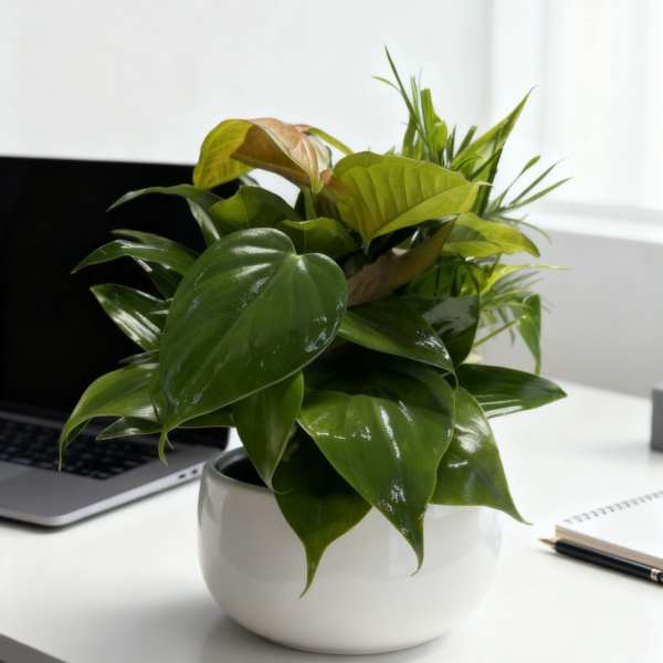 Ceramic Bowl Dish Garden Planter