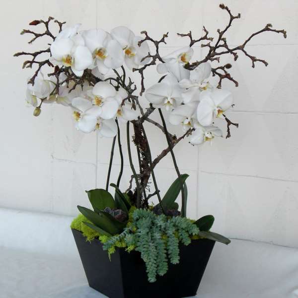 White orchids in a black planter with succulents