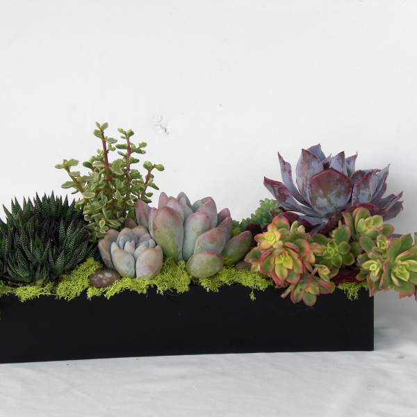 Succulent arrangement in a black rectangular planter