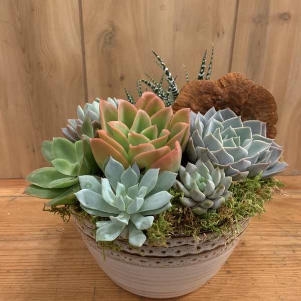 Succulent arrangement in a ceramic bowl with moss and a dried accent
