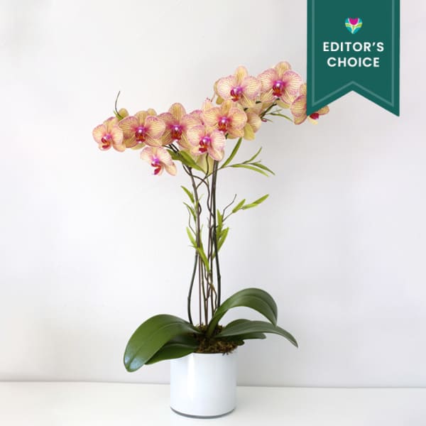 Potted orchid with pink and yellow blooms in a white container