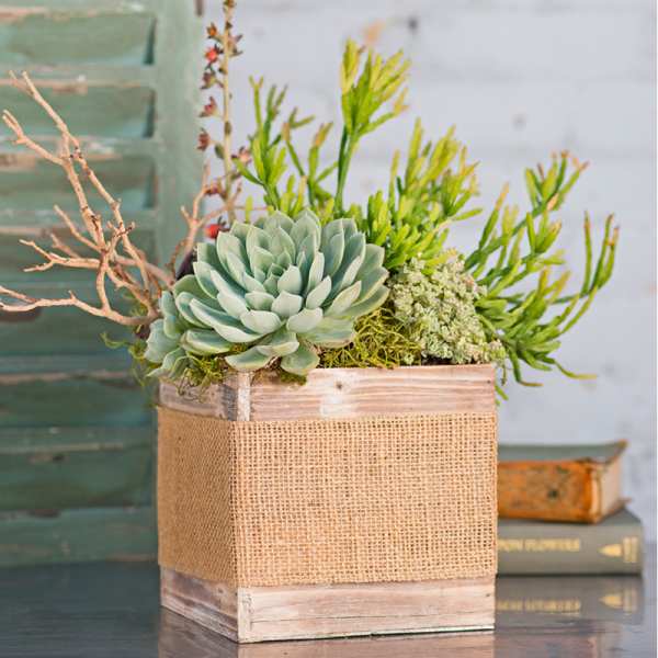 Succulent arrangement in a burlap-wrapped wooden box