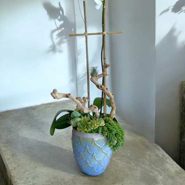 White orchid arrangement in a blue ceramic pot with succulents