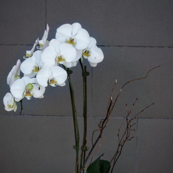 White orchid arrangement in a square gray container with decorative branches
