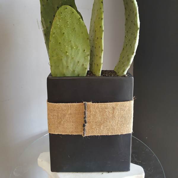 #PL102 Cactus Plants