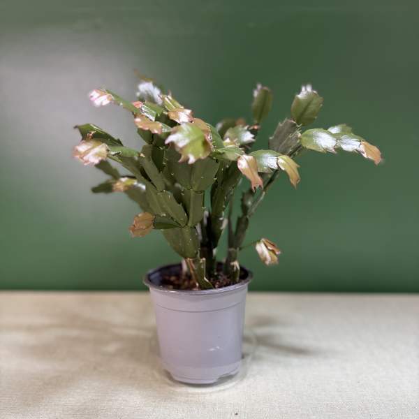 Small potted Christmas cactus in a plastic nursery pot