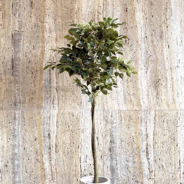 Potted topiary tree with a round canopy in a white textured planter