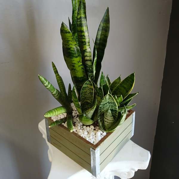 #PL16 Snake Plant Mix