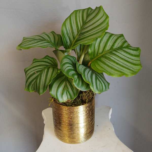 #PL21 Calathea Orbifolia