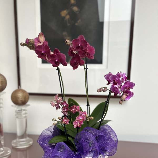 Purple orchids arranged in a white pot with a purple mesh bow