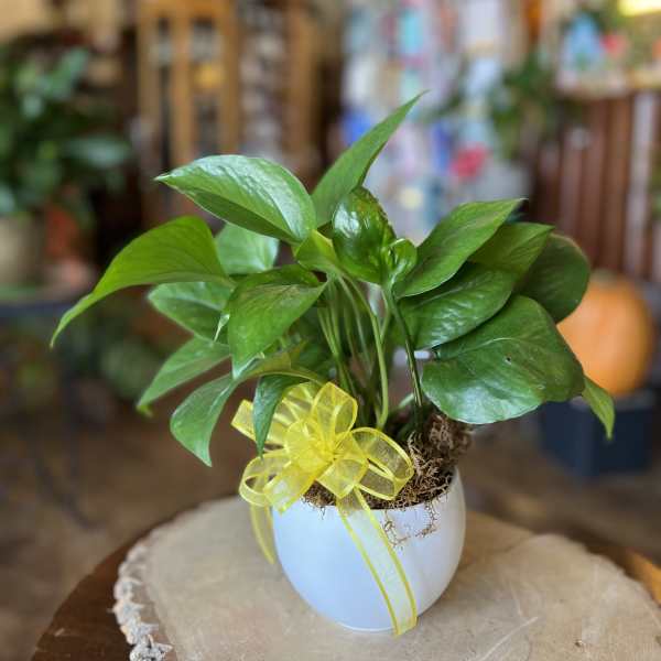 Potted green houseplant in a white pot with a yellow ribbon