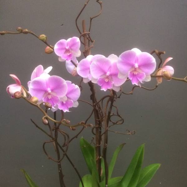 Pink orchid blooms in a white pot with green leaves
