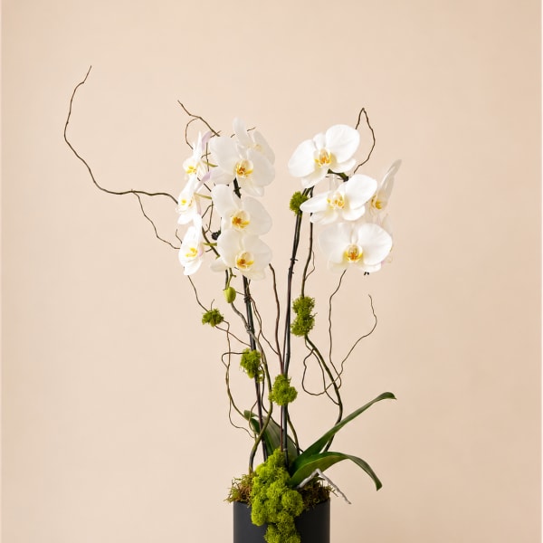 White orchids in a black cylindrical vase with curly branches