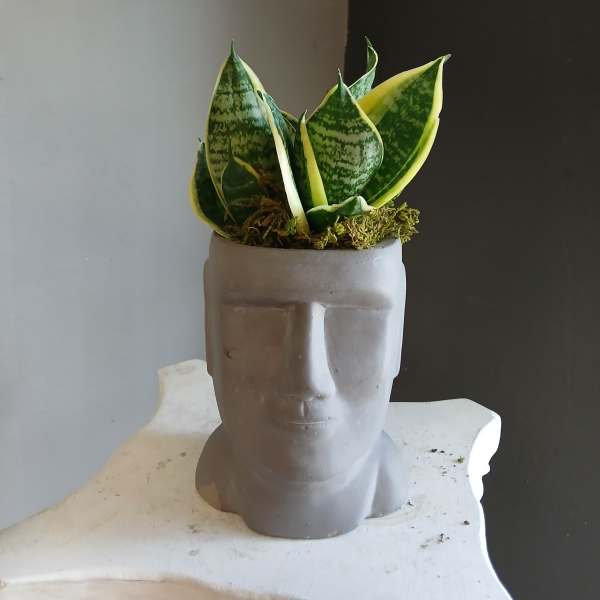 Potted snake plant in a gray face-shaped planter
